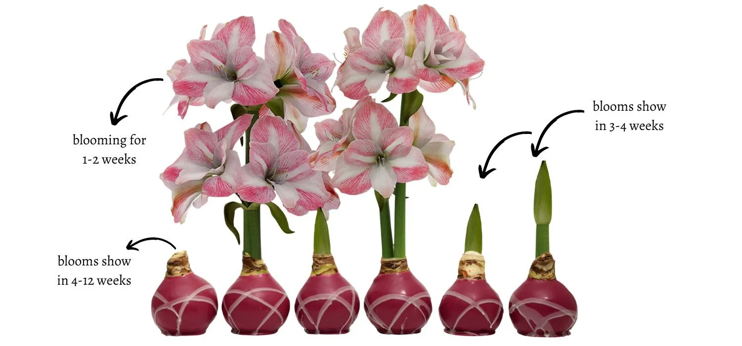 Bloomaker® Waxed Amaryllis Care Q&A | Bloomaker USA, Inc.