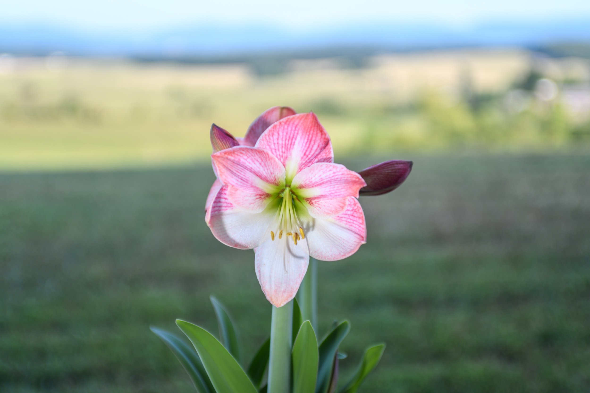 Pink Amaryllis Bulbs For Sale Online