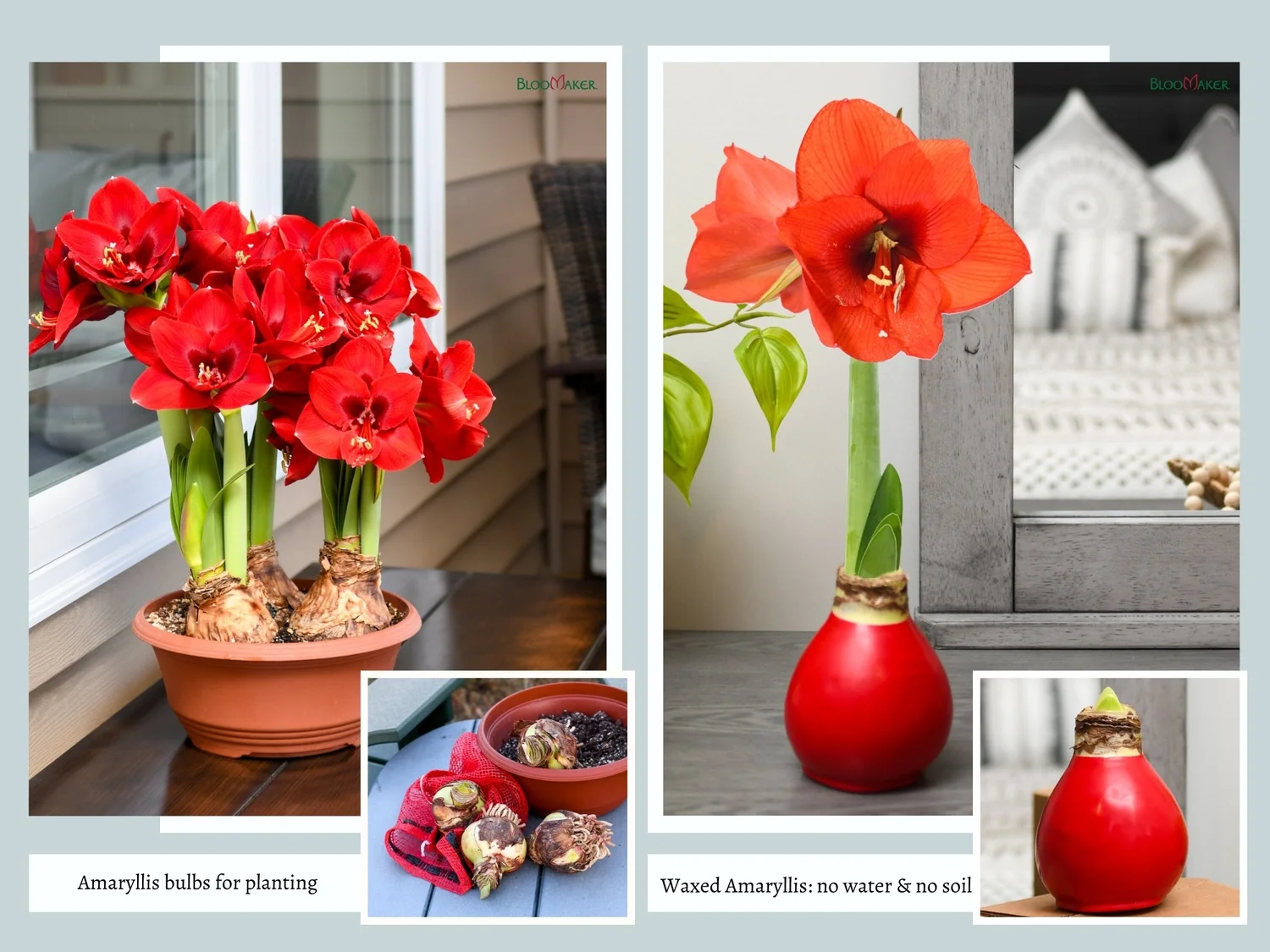 Amaryllis Bulbs vs. Waxed Amaryllis Bulbs Bloomaker Inc.
