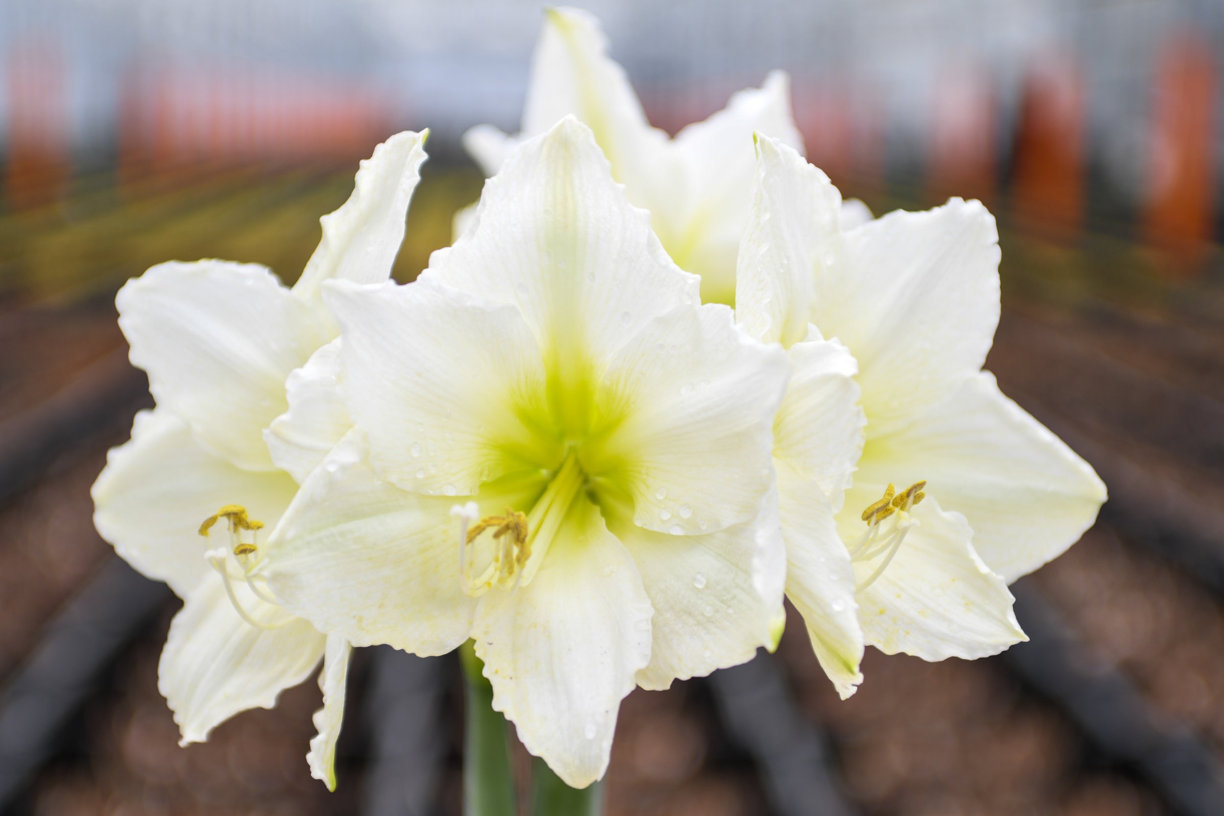 Online Floral Shop Amaryllis & Tulips Bloomaker USA, Inc.