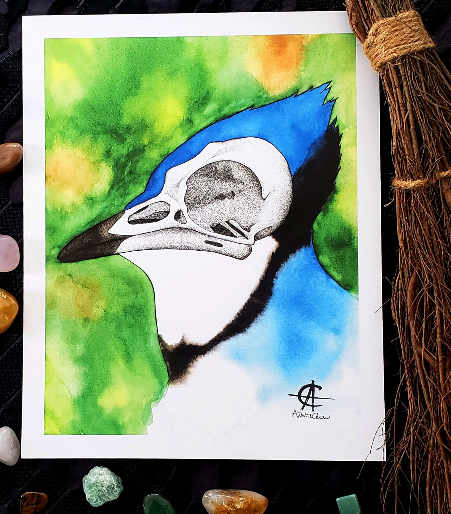 Blue Jay Skull.jpg