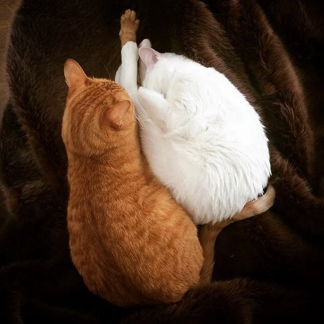 Y en relación al post anterior quiero añadir: ningún ser vivo capaz de alinear sus patitas con semejante precisión debería crecer sin compañía de un igual 😆.
.
Si sólo adoptas un gato te estás perdiendo la mitad de la experiencia.
.
Hazlo p