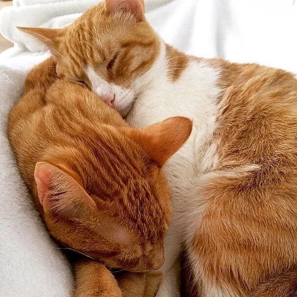 Sal y Pimienta: siempre juntas, nunca injuntas 😆