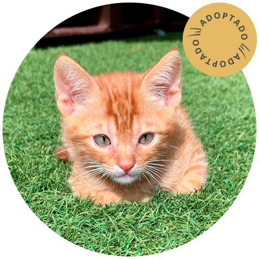 Lanzarote y Tenerife