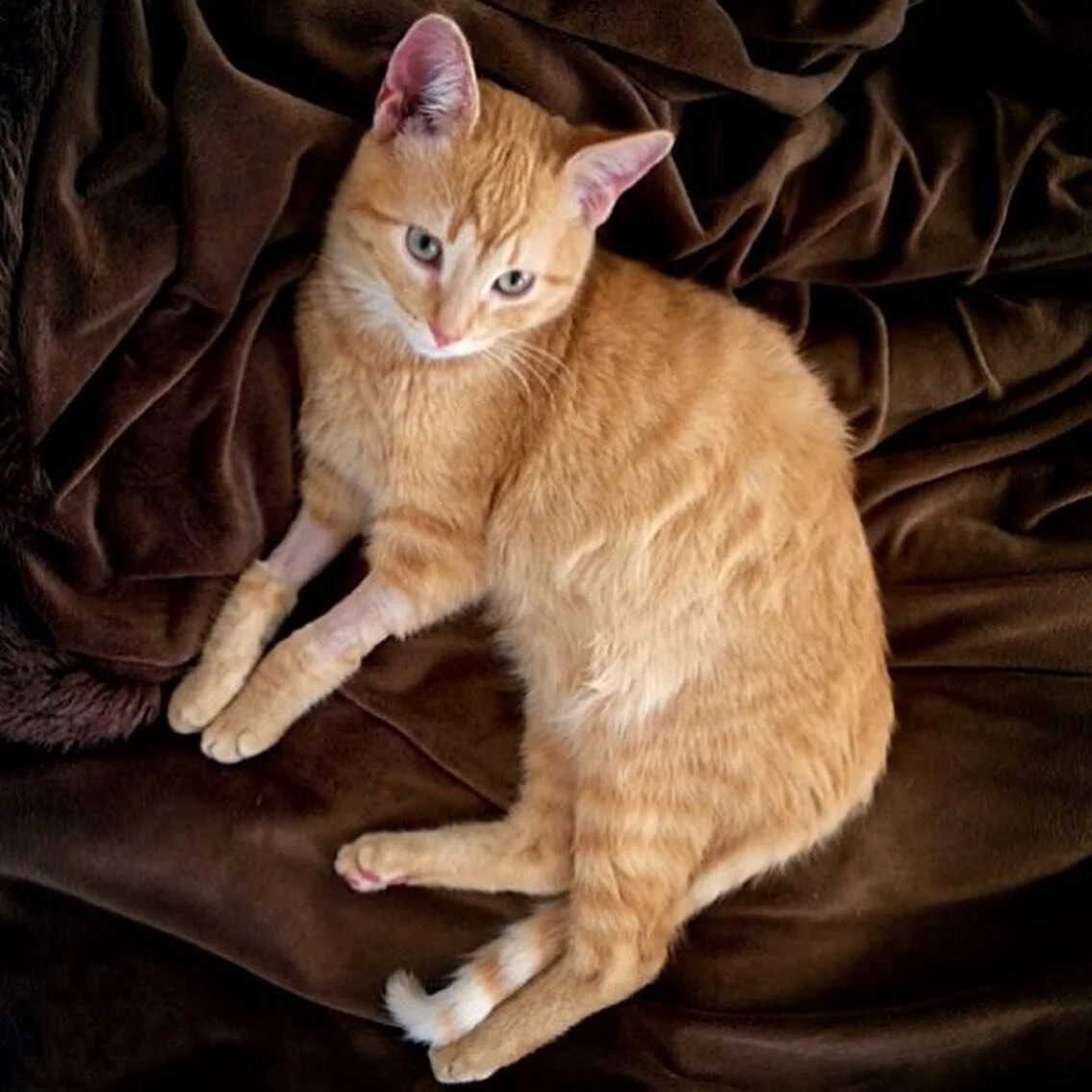 Me sorprende la tranquilidad con la que algunas personas, en mitad del proceso de solicitud de adopci&oacute;n, me preguntan si el gato est&aacute; sano.
.
😒.
.
Mi respuesta es siempre s&iacute;. Porque los animales que he tenido, tengo y tendr&eacu