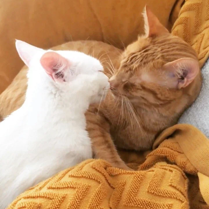 Dicen que ma&ntilde;ana es el d&iacute;a m&aacute;s rom&aacute;ntico del calendario... 
.
Y yo me pregunto: &iquest;vosotras cre&eacute;is que los gatos se enamoran? 😻