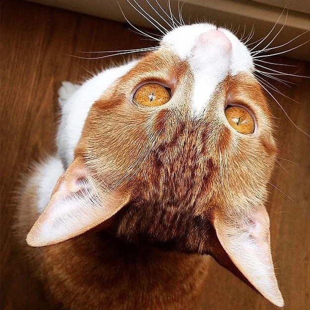 Ya ha empezado la época de cría. Sal y yo vamos a necesitar muchísima ayuda.
.
&iquest;Te apuntas? Escr&iacute;beme y te cuento c&oacute;mo puedes colaborar 😻