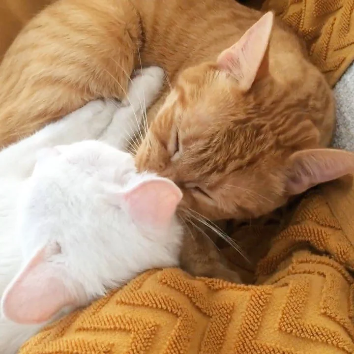 &iexcl;Ya está aquí el #díainternacionaldelgato!
Ycelebrarlo mi familia y yo queremos mandar una tonelada y media de cariño a todas esas personas sin las que este trabajo sería insufrible:

- Adoptantes valientes que se atreven con el #dosmejorq