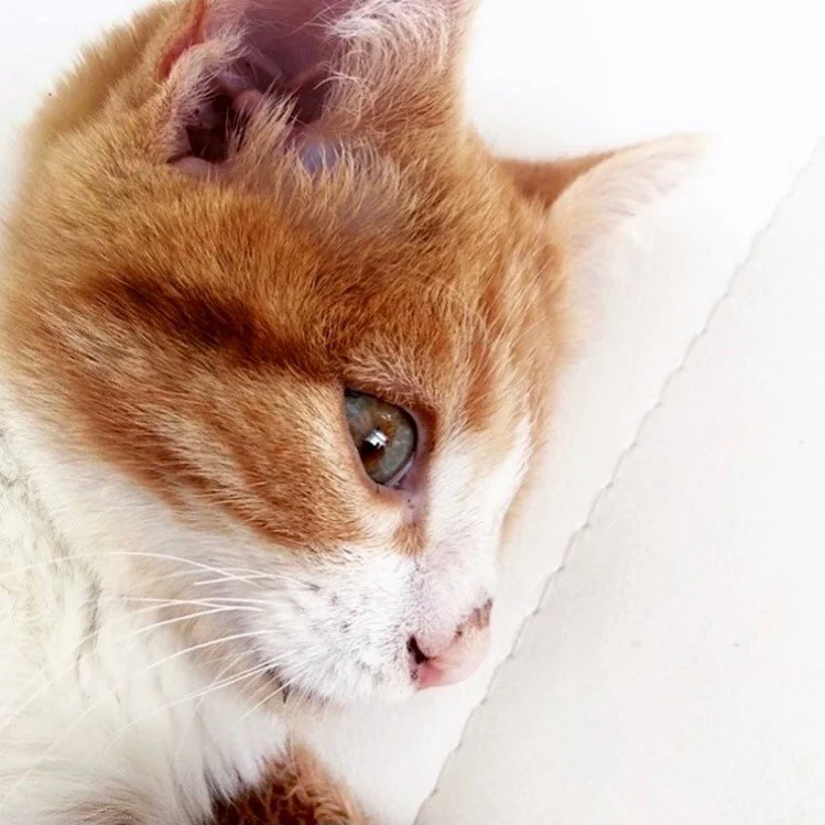 &iquest;Qu&eacute; pasa cuando adoptas un gato diferente? 
.
Los animales sordos, tuertos, ciegos, que tienen alg&uacute;n problema o a los que les falta una extremidad suelen ser autom&aacute;ticamente descartados por ser distintos. Porque no encaja