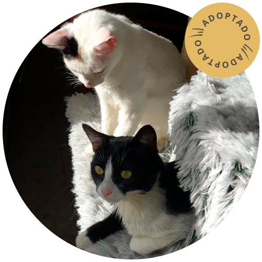 Vainilla y Chocolate