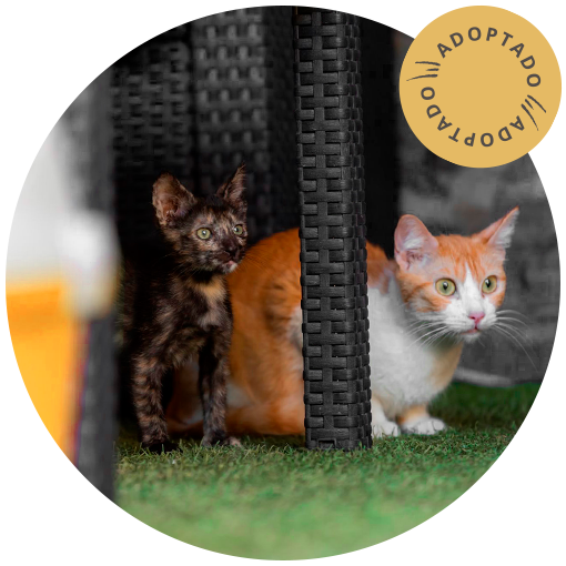 Golosina y Pica-pica