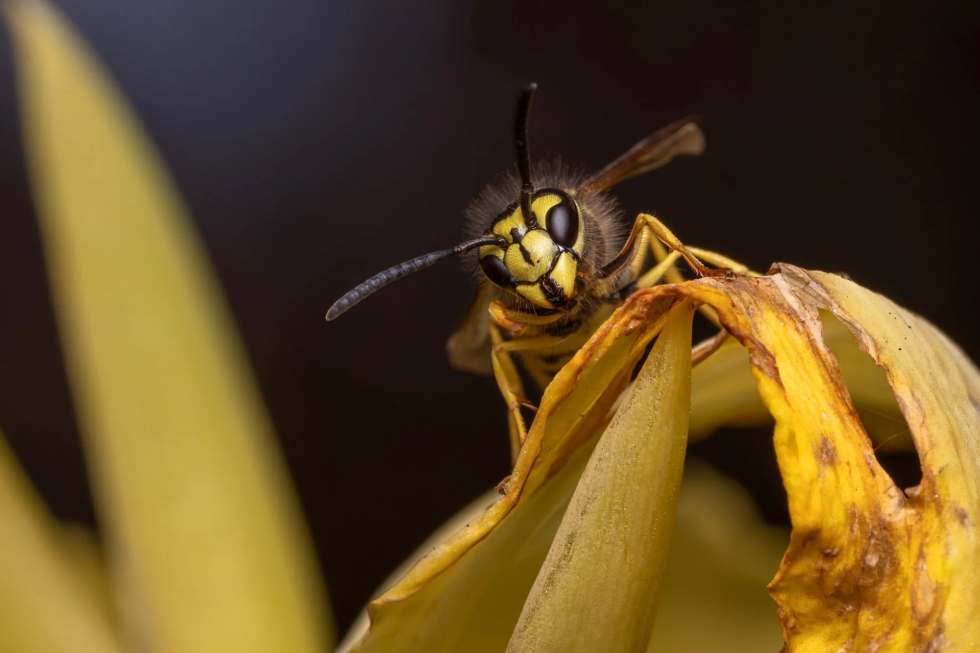 yellowjacket-09-brian-keenan-photography.jpg