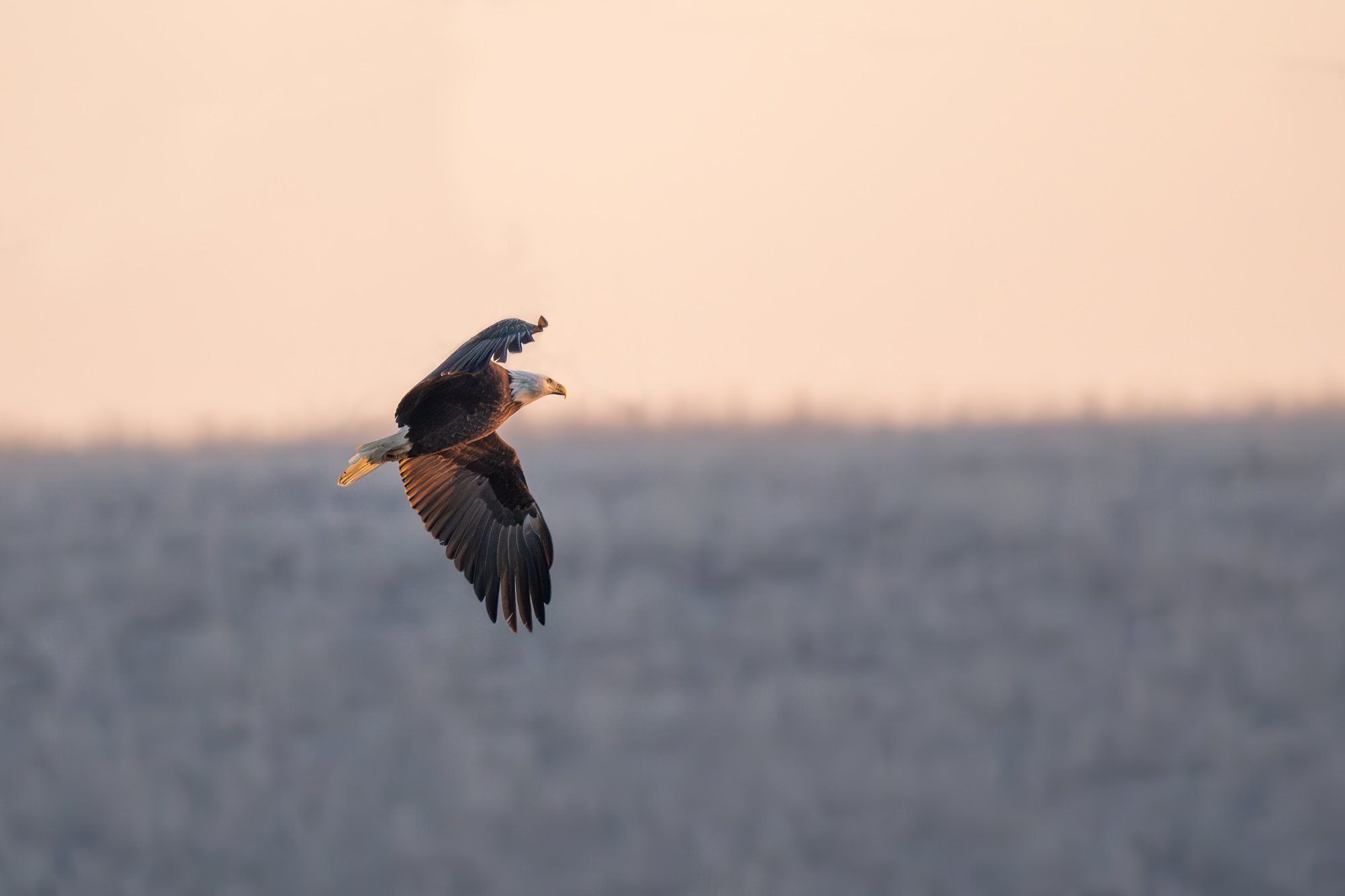 A mature bald eagle at sunrise