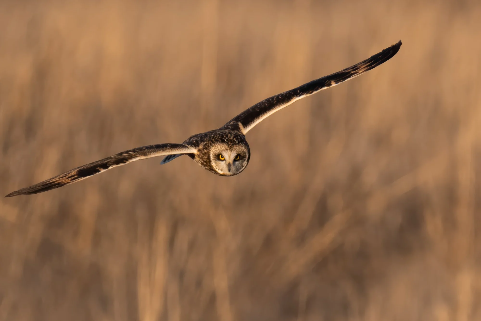 short-eared-owl-16-brian-keenan-photography.jpg