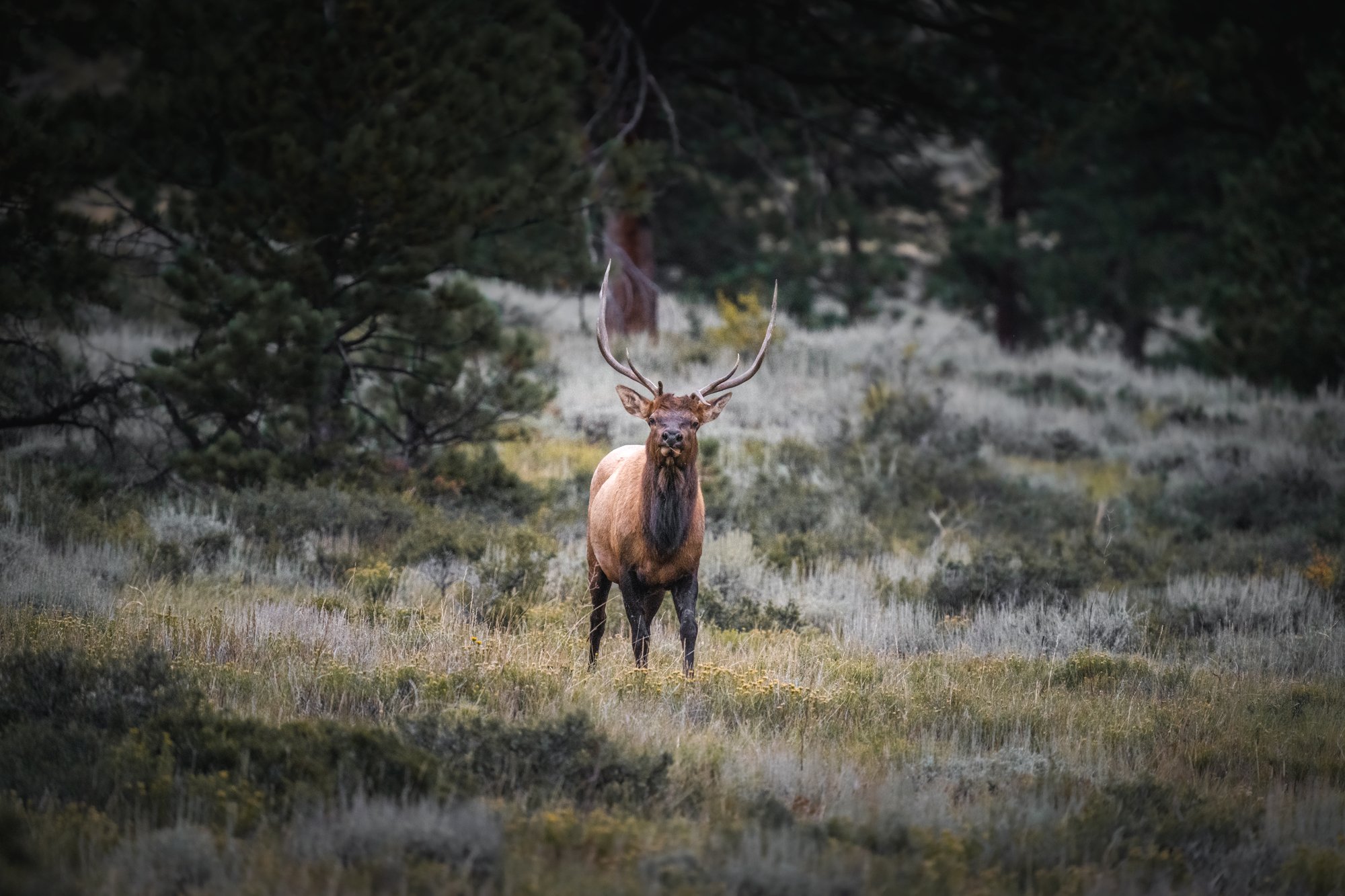 Elk at Rocky Mountain National Park