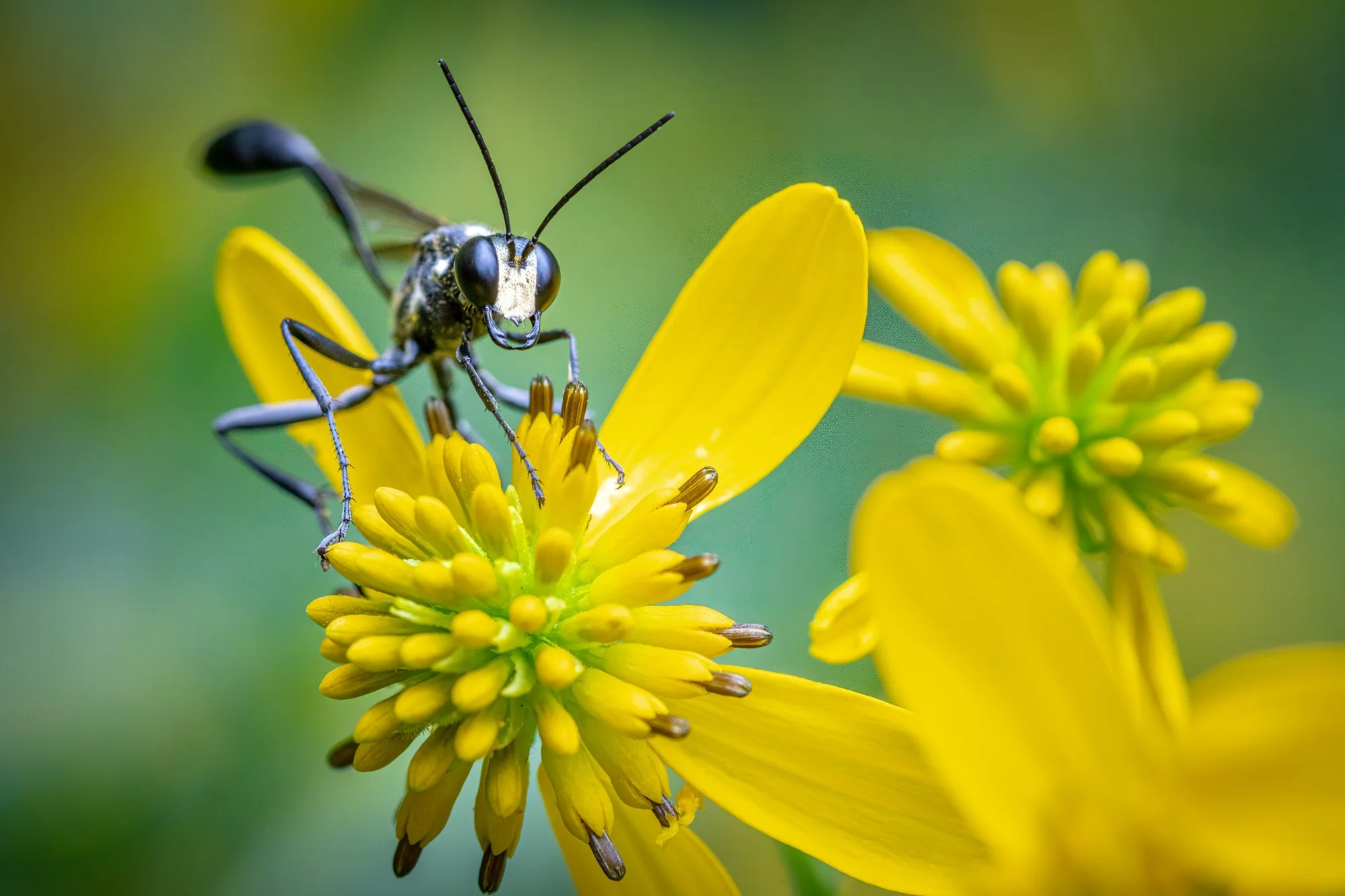 mud-dauber-08-brian-keenan-photography.jpg