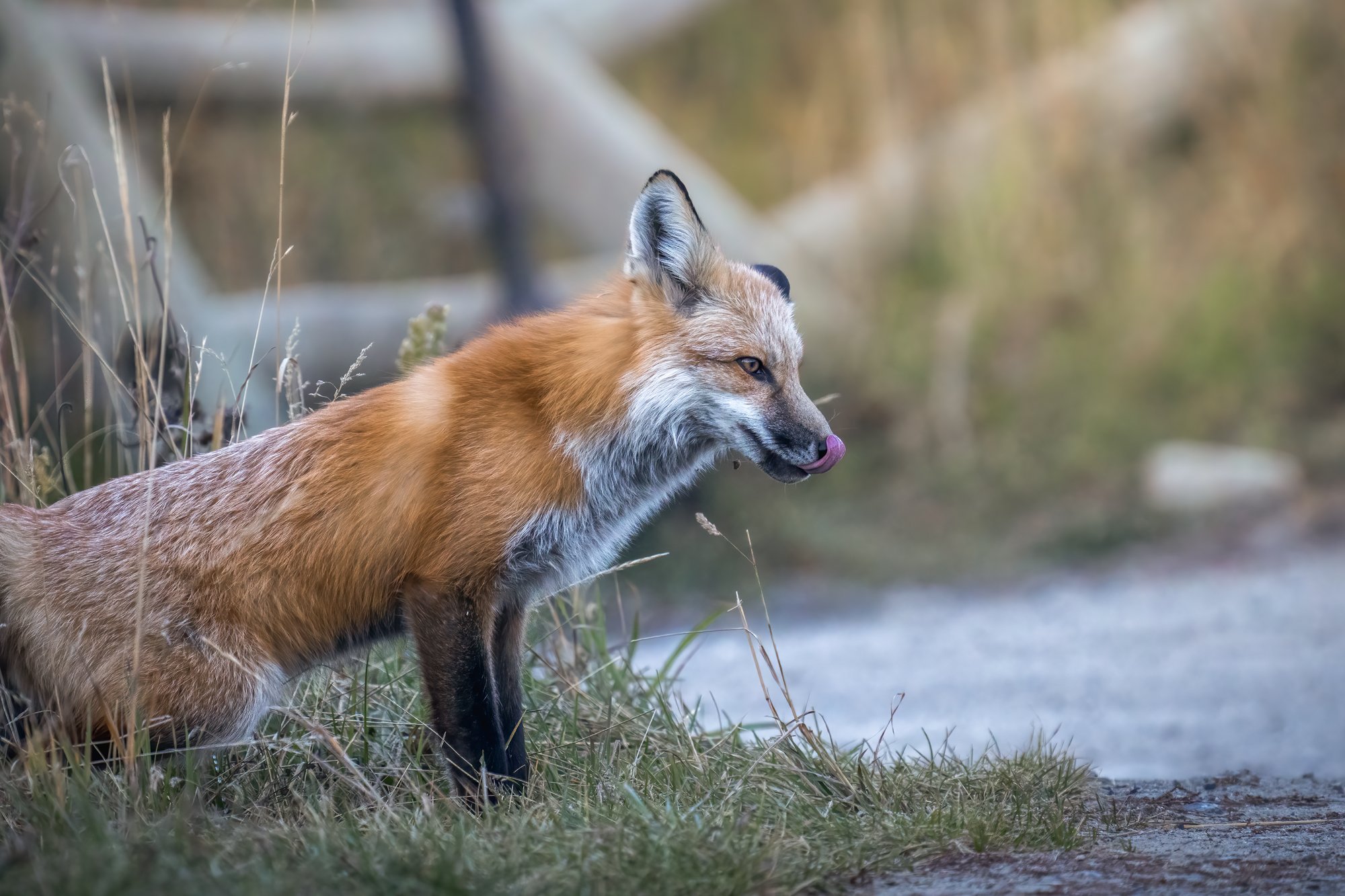 Fox on the outskirts of Crested Butte, CO