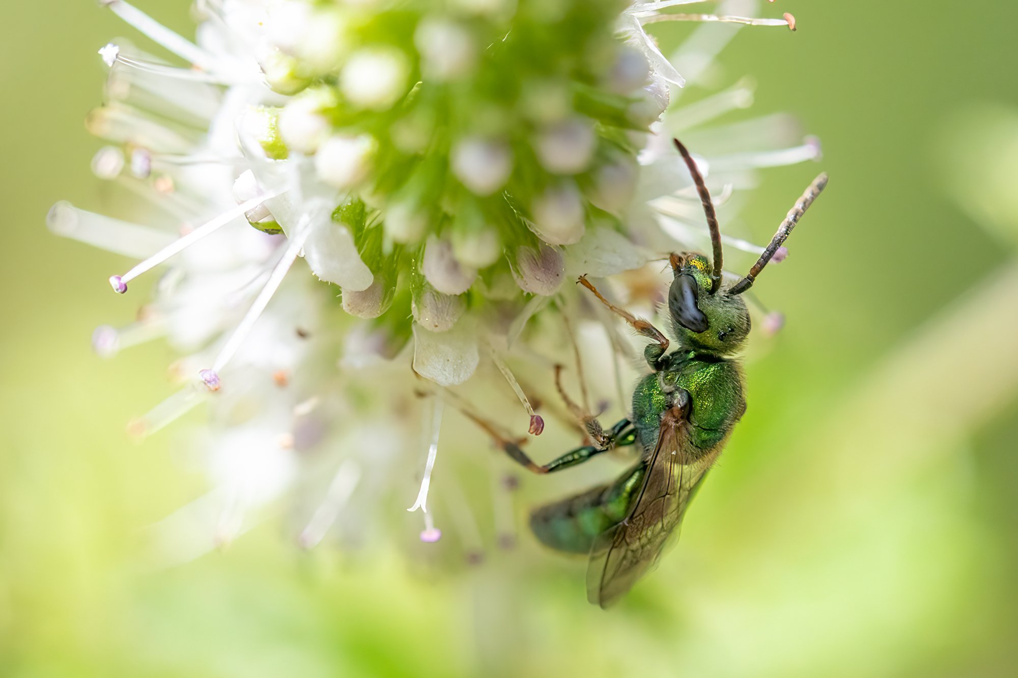 sweat-bee-08-brian-keenan-photography.jpg