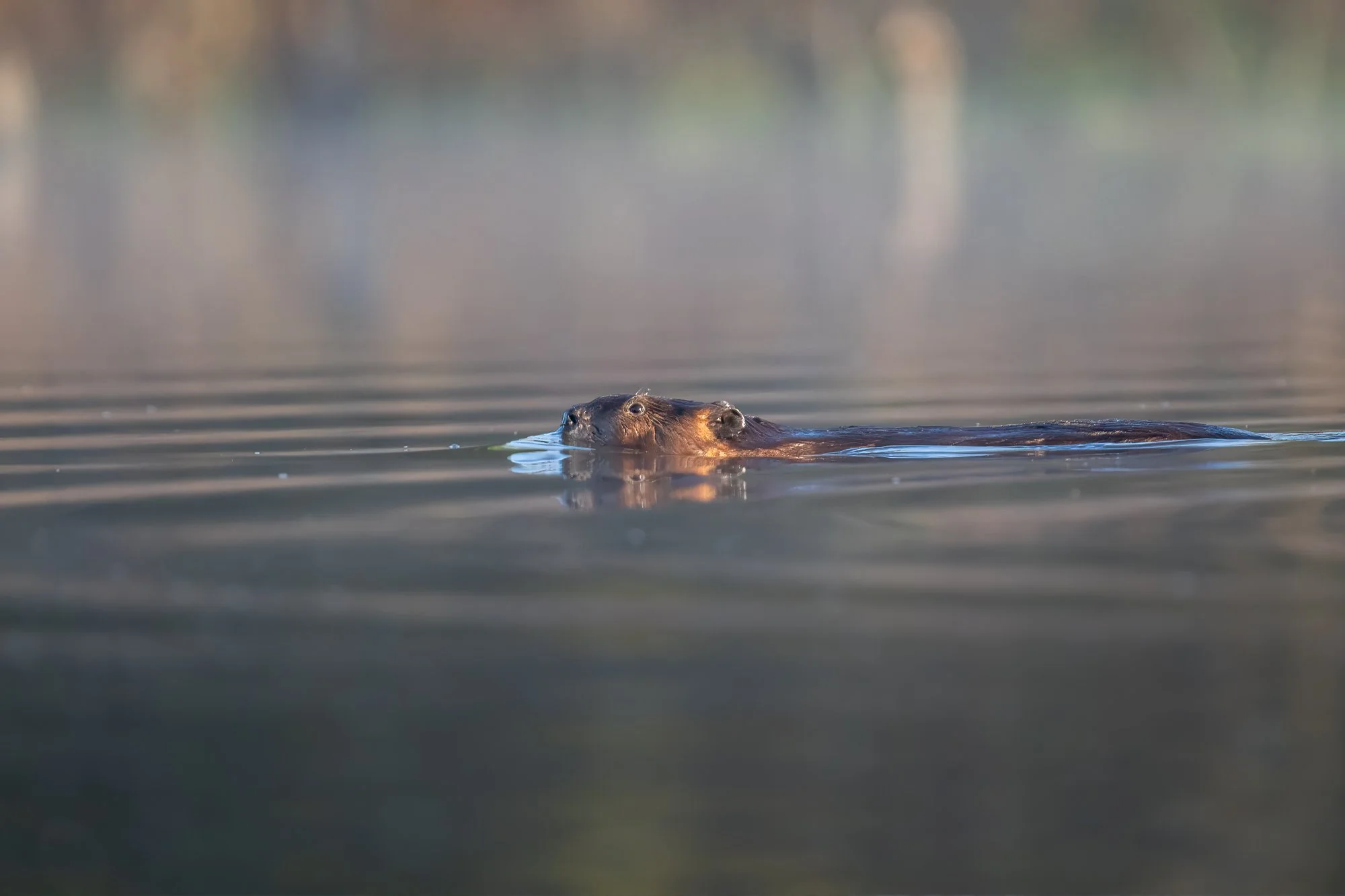beaver-fernald-nature-preserve-brian-keenan-photography.jpg
