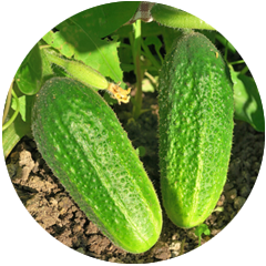 Cumcumber