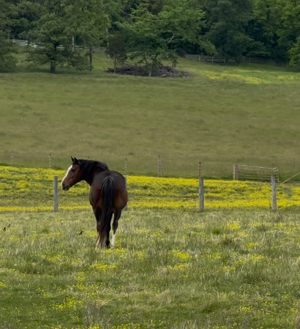 Buying a Home with Land in Meade County, KY: What to Check Before You Buy