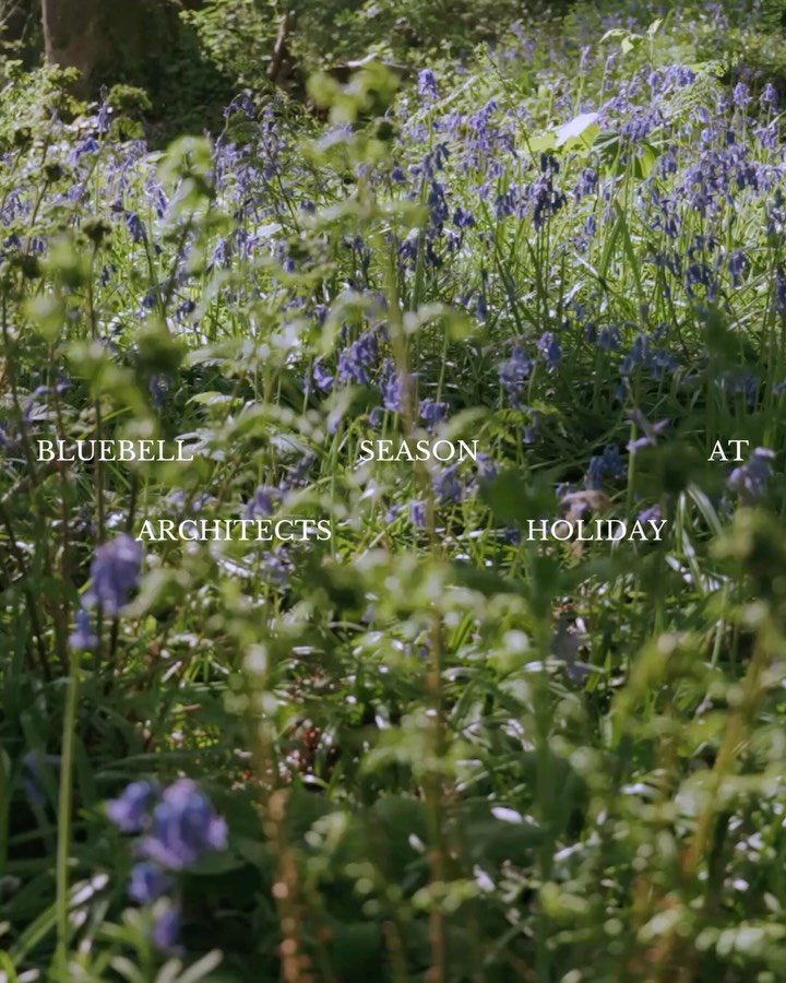 The woodland floor has begun to shift. The bluebells have emerged and, with luck, will remain for the next three to hopefully four weeks.

One of those moments in spring that never settles for long. Never quite knowing how long it will stay, but alwa