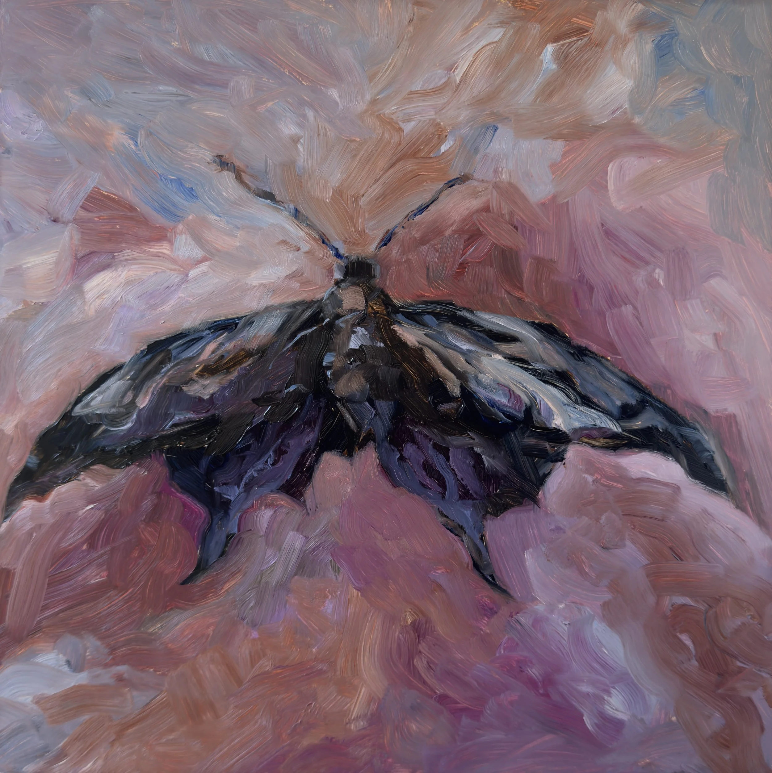 Black Moth, 2026, oil on gesso board, 10x10