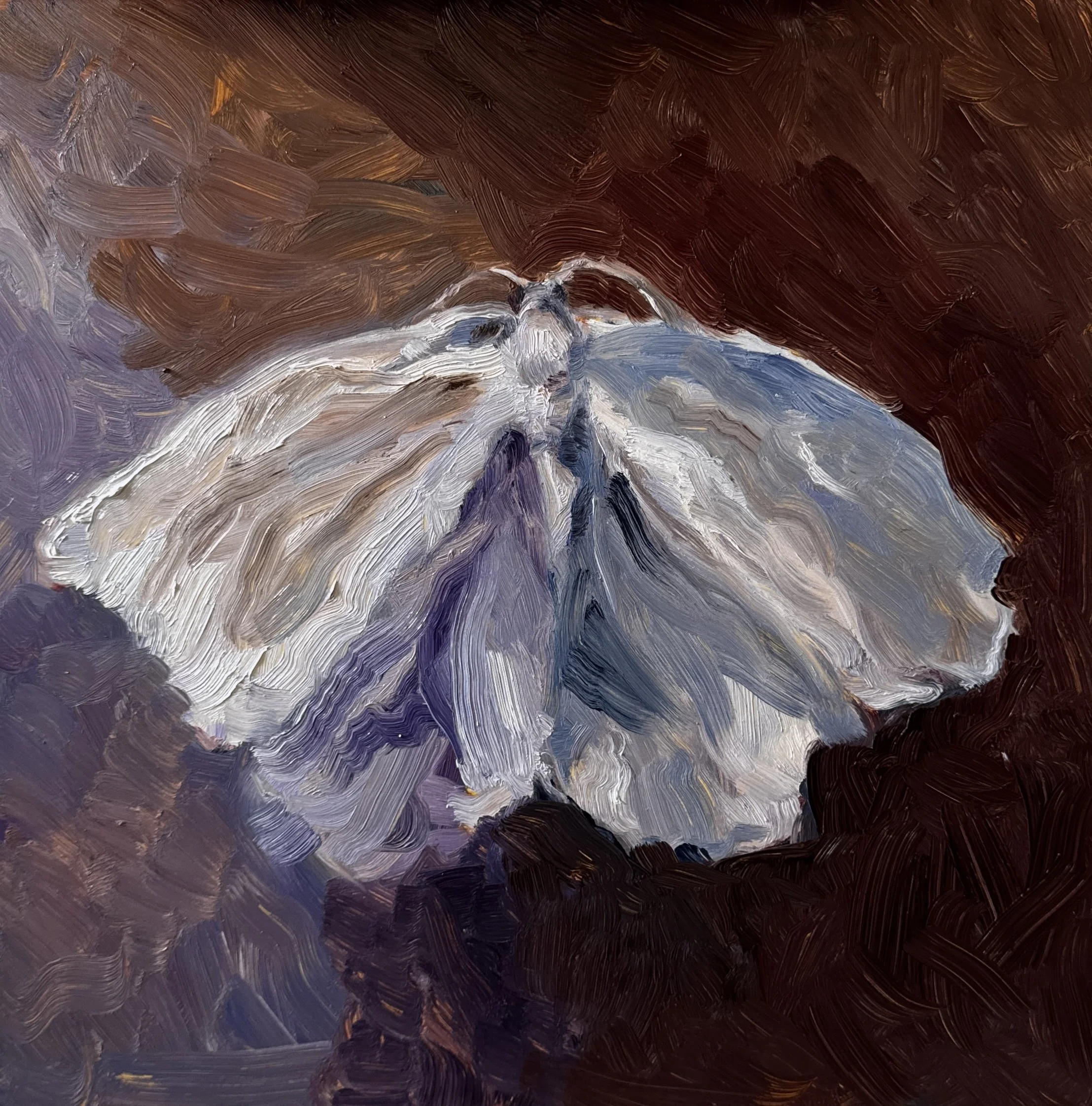 Original Oil Painting | White Moth