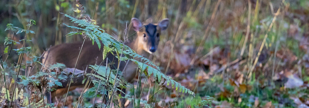 Muntjac, un animal timide - chasse aux muntjac - Chitern Sporting services.png
