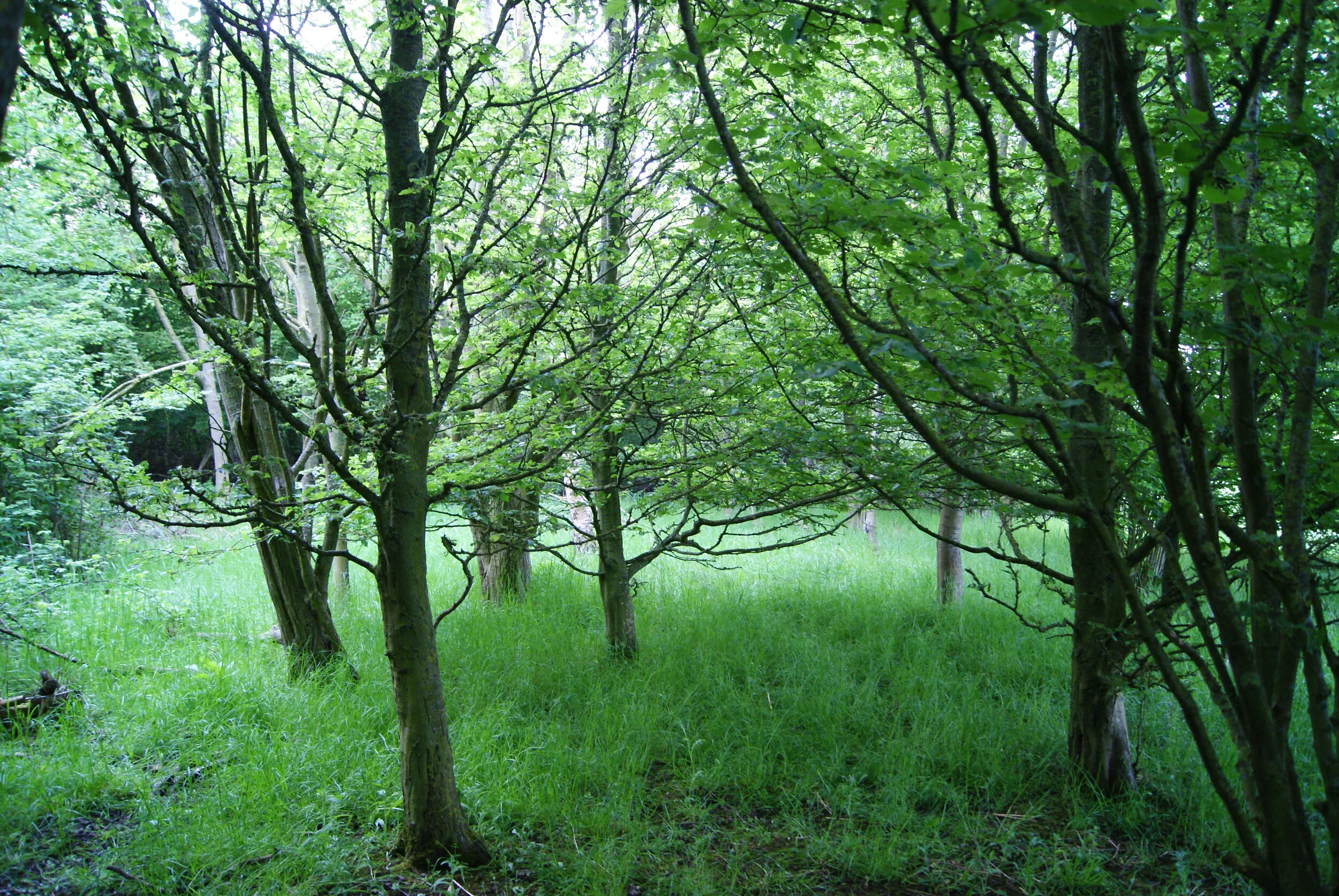 Couvert dans les bois (6).JPG
