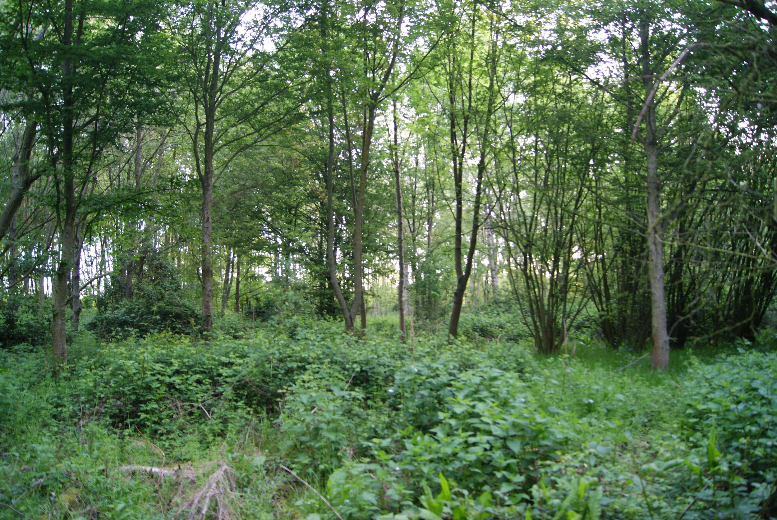 Couvert dans les bois (3).JPG