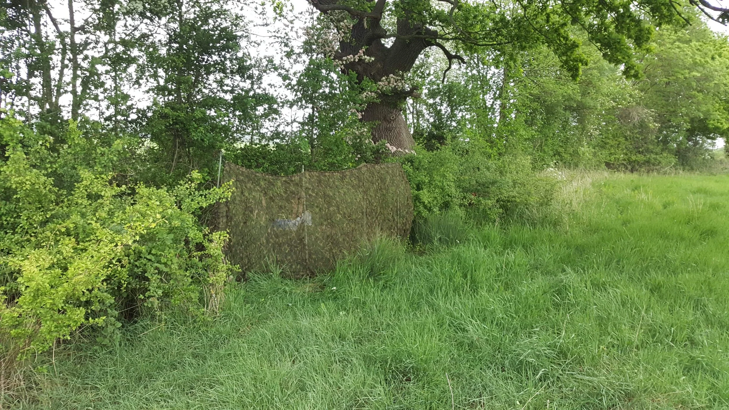 Chasse aux pigeons en Angleterre avec notre guide francophone et expérimenté — Chiltern Sporting
