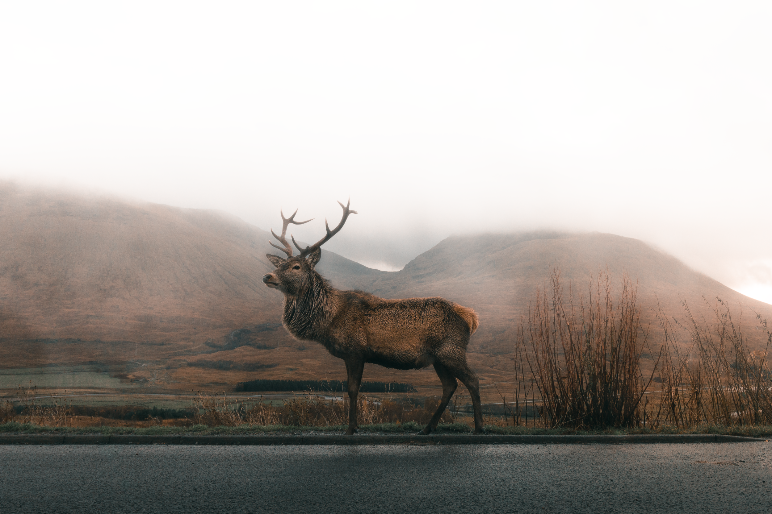 Deer in the UK (Part 3)