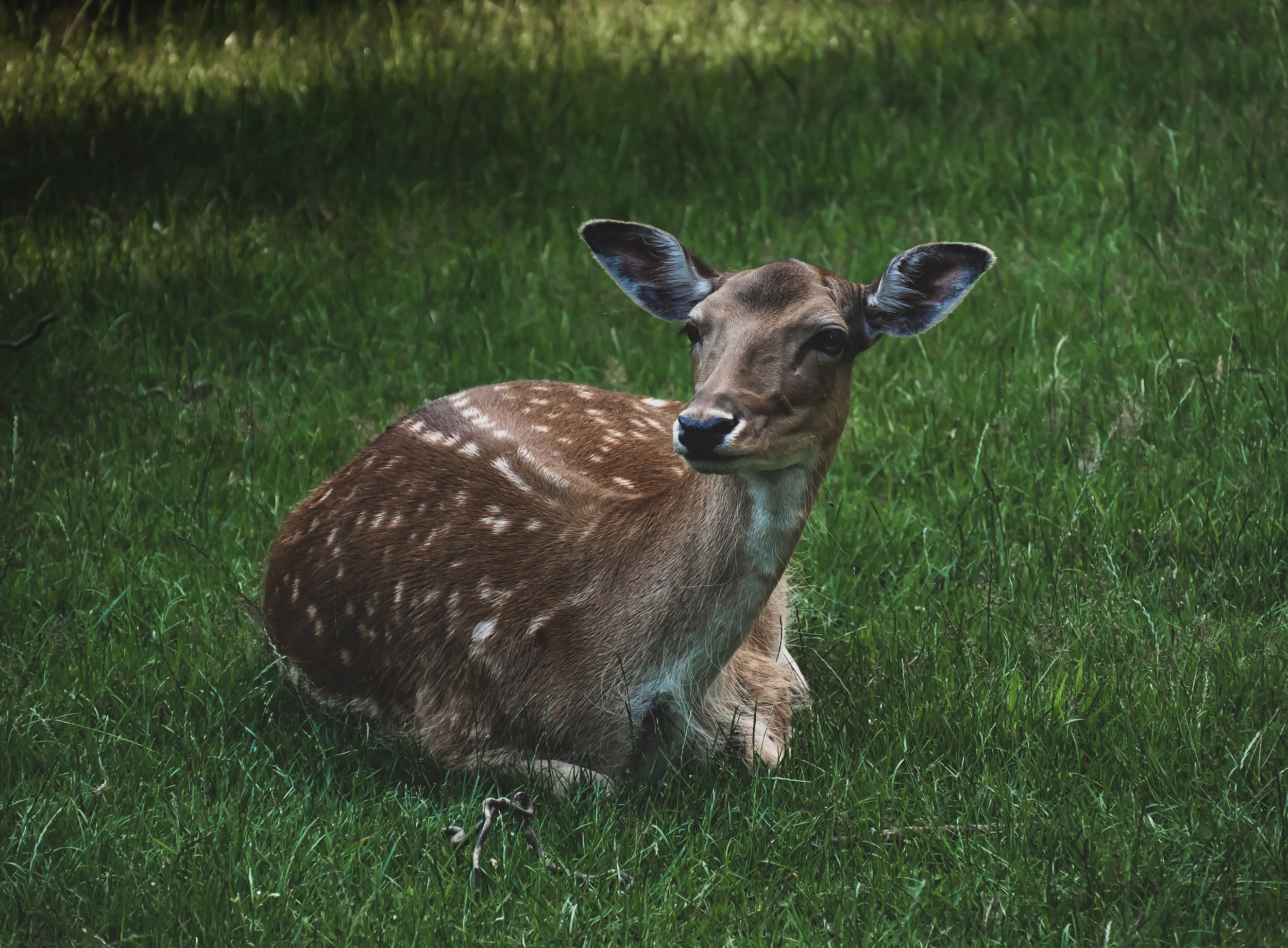 Fallow deer stalking