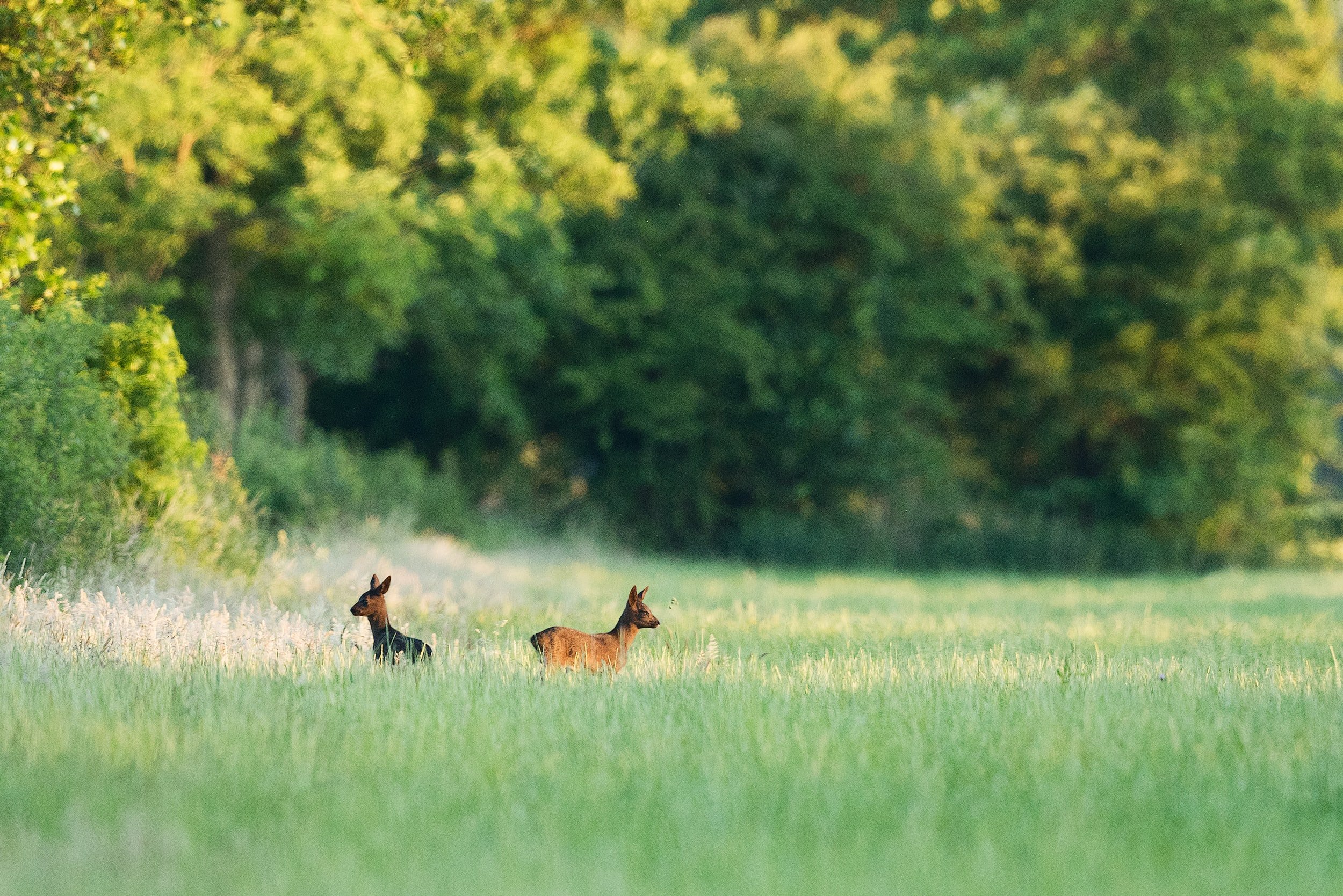 Roe deer in field