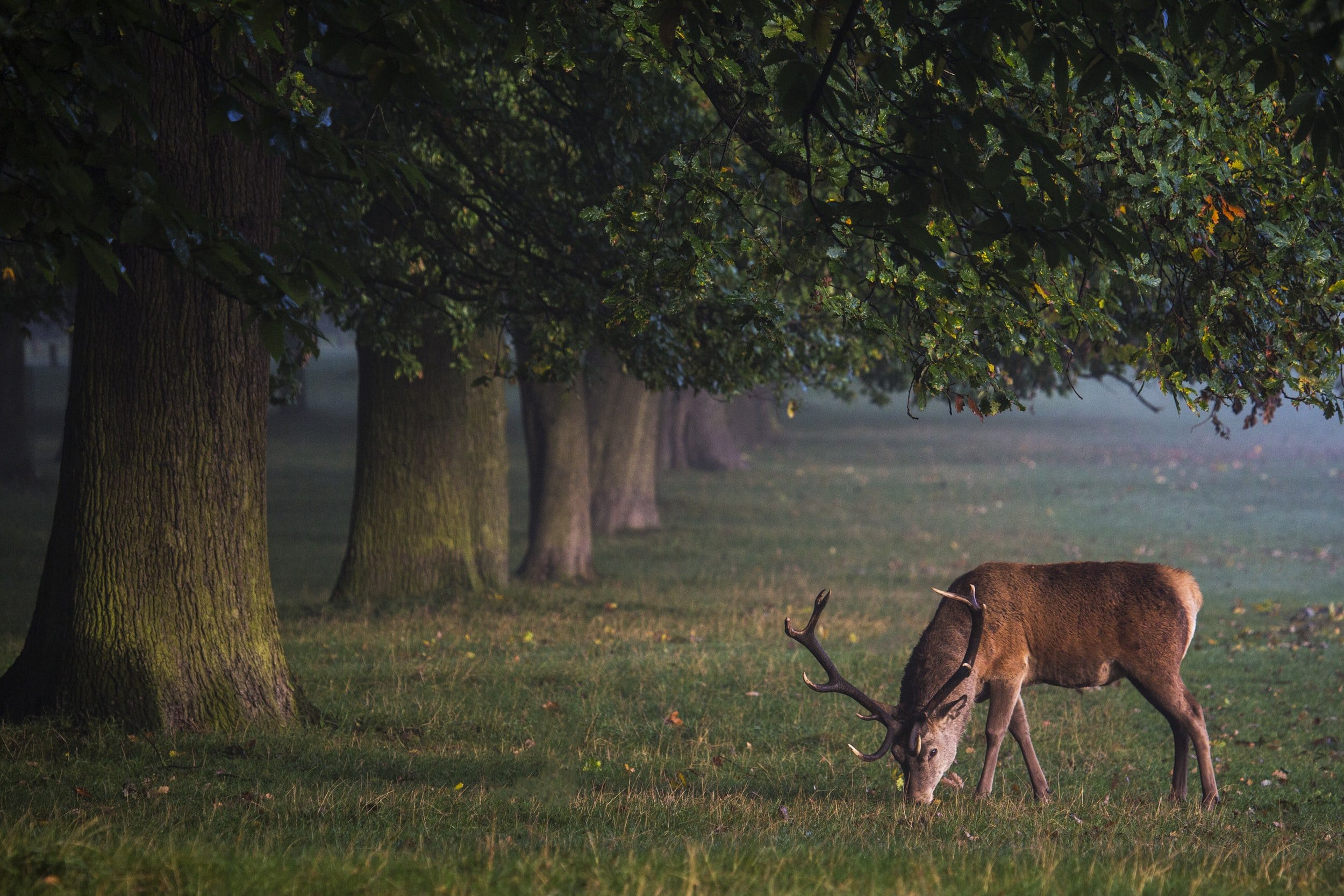 What is the benifit of deer management 