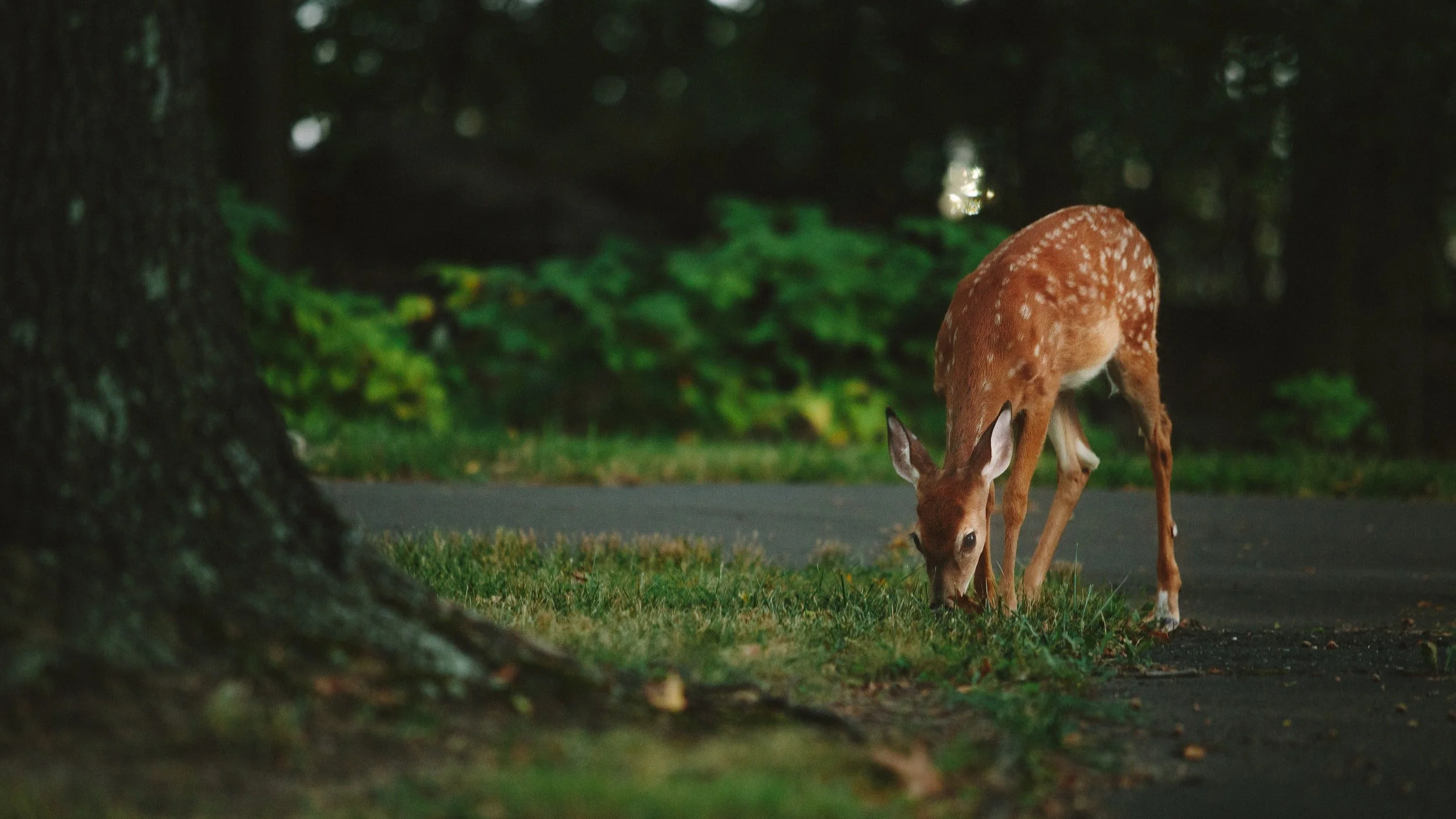 Why we need deer management