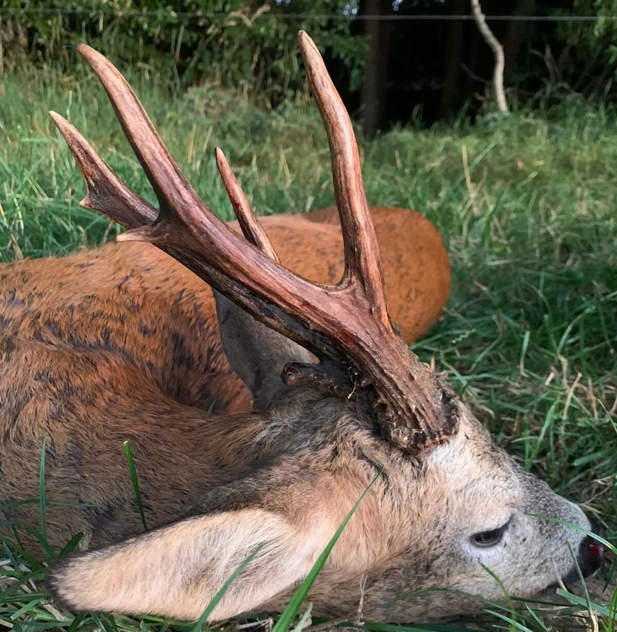 🇬🇧 Has the rut began in your areas yet? 
This one from Sussex, has fantastic red tinges to it's antlers, which I think is handsome. 

🇨🇵 Est ce que le rut &agrave; d&eacute;marrer dans vos secteurs encore? 
Celle ci a des magnifiques aires rouges