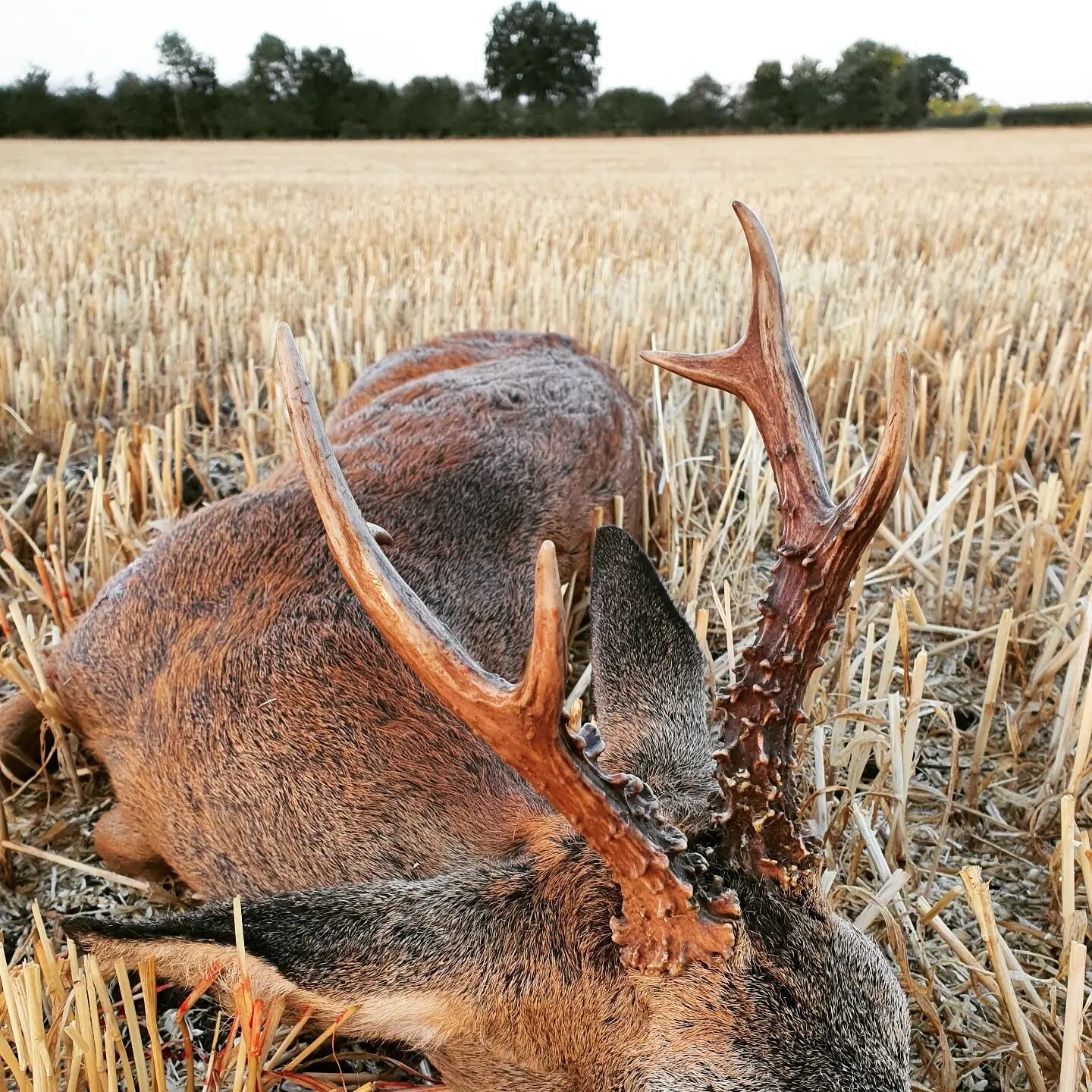 🇬🇧 I had said the rut was about done on our patches to this weekends guest, but while watching a few does and muntjac, a buck and doe tearing acrosss the stubble came from our side. A frantic few pips on the butalo to get her to stop, he stood and 