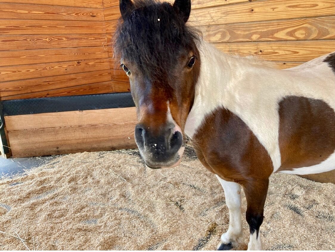 You meet so many interesting folks when you travel! Today&rsquo;s trip included a meet-up with Cupcake the mini pony.
#mondayfunday #aircharter #leesburgva #salamanderresort #CupcakethePony #avenuetwotravel #privatecharter #AlphaThreeAviation #letsfl