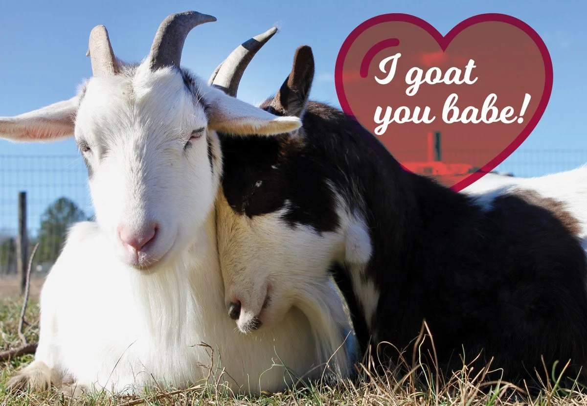 I goat you babe.jpg