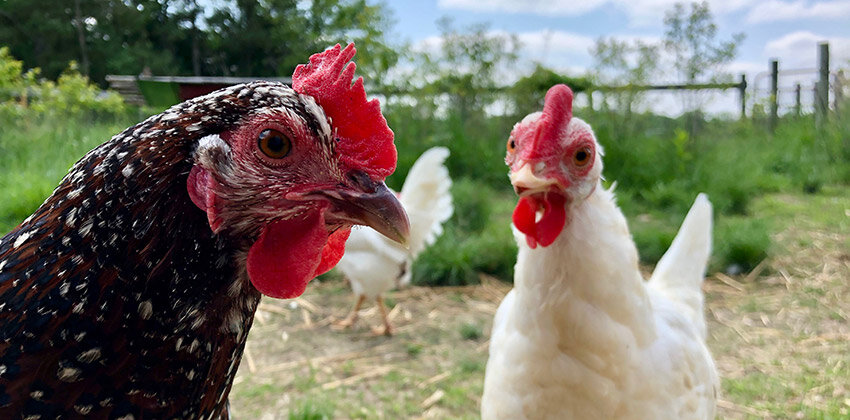 Factory Farming: Chickens — Piedmont Farm Animal Refuge