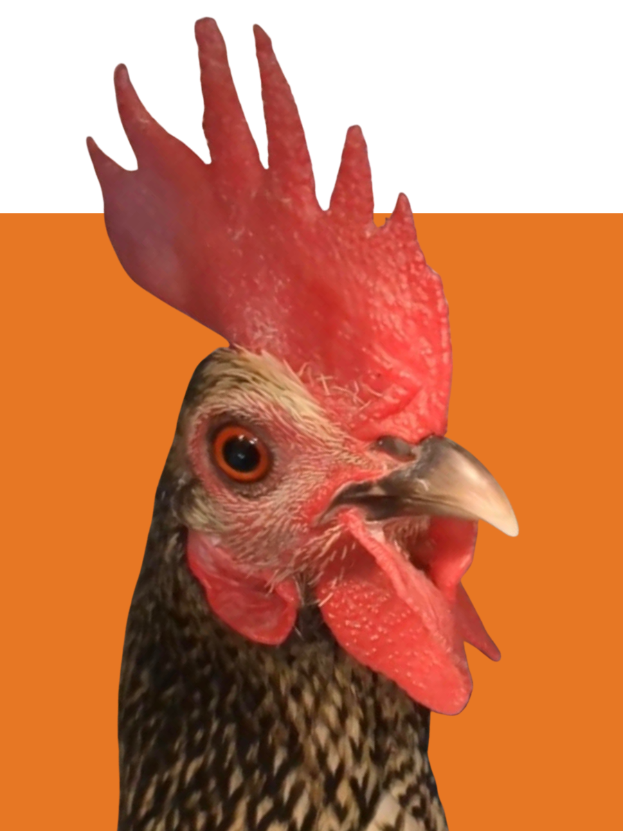 Pepita
