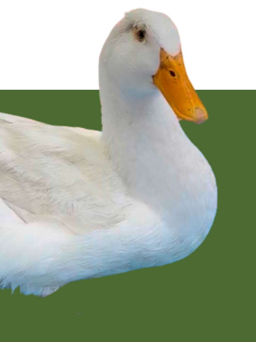 Lewis