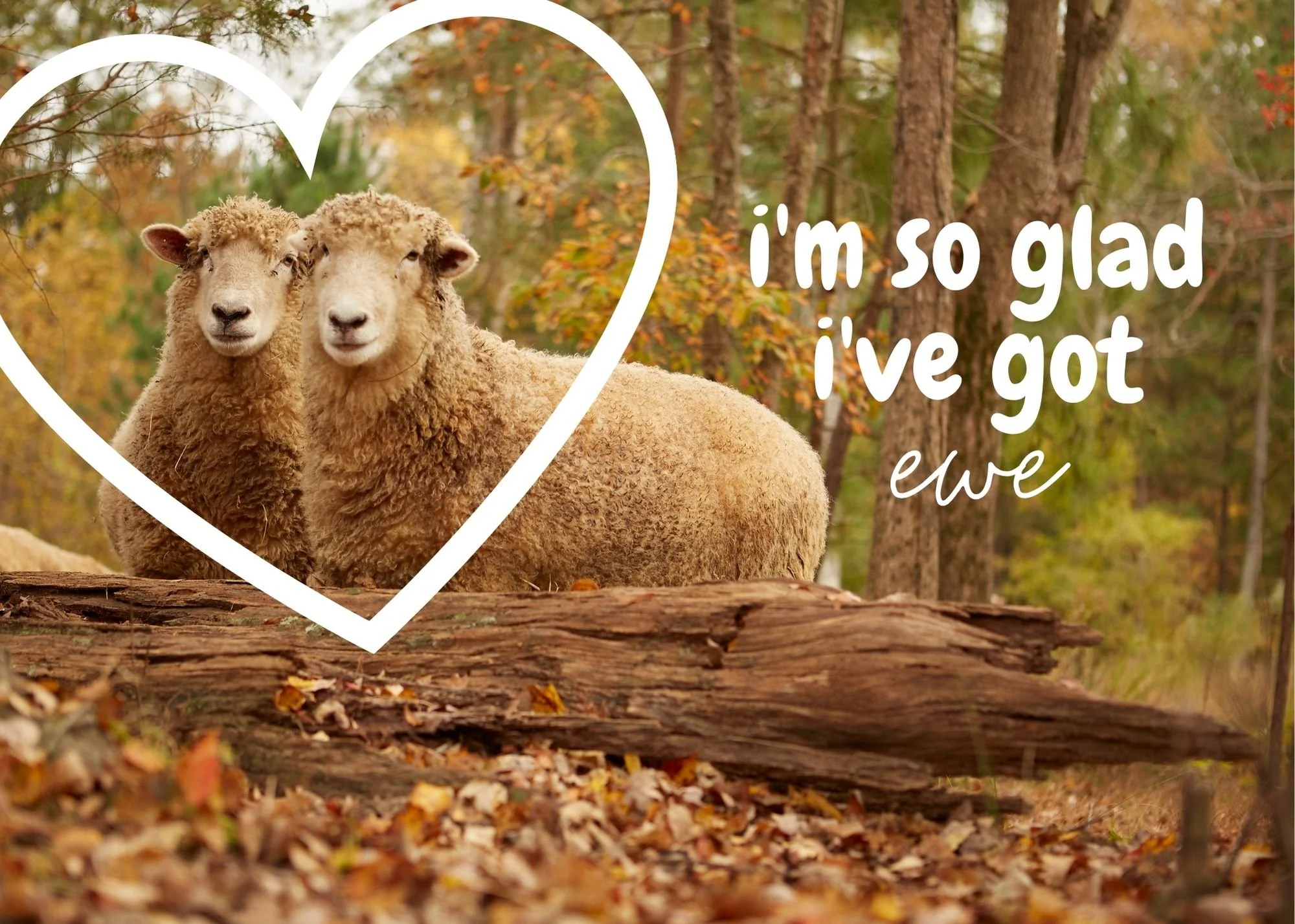i'm so glad i've got ewe.jpg