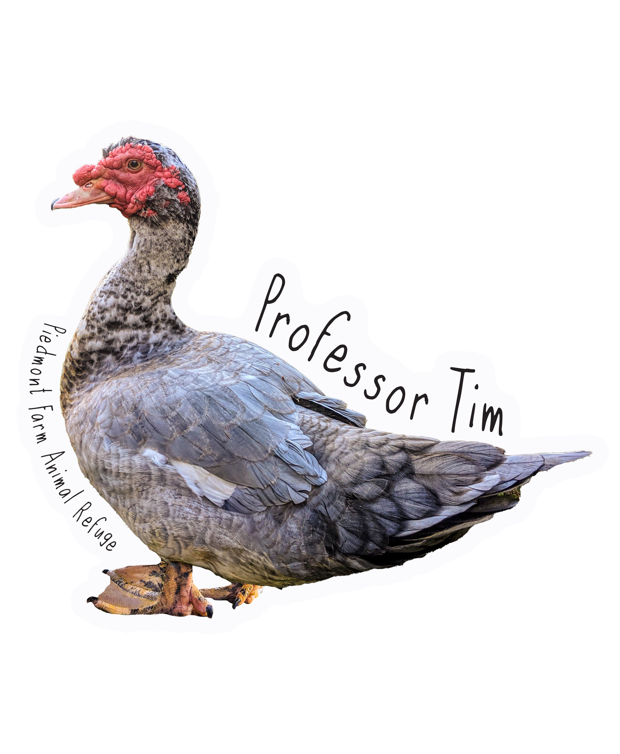 Professor Tim Sticker