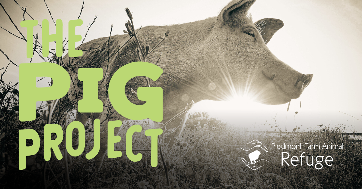 https://www.piedmontrefuge.org/the-pig-project