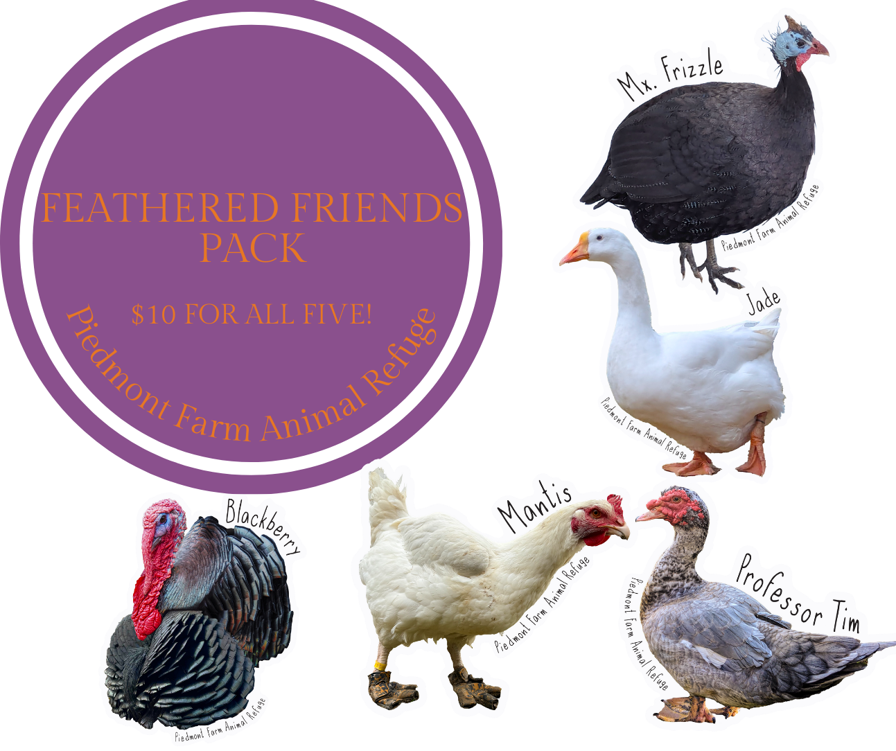 feathered friends .png