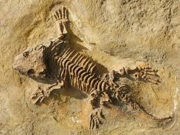 The Great Diet Dilemma, Pt. 1