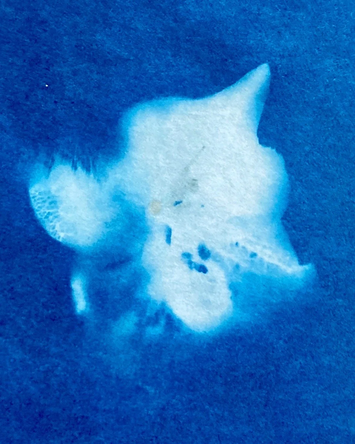 hydrangea, cyanotype